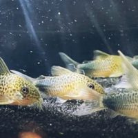Corydoras Similis
