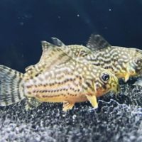 Corydoras Sterbai