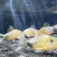 Corydoras Similis