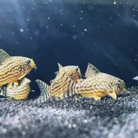 Corydoras Sterbai