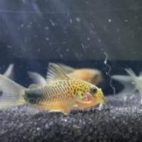 Corydoras Similis