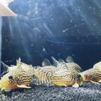 Corydoras Sterbai