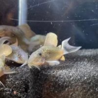 Brochis Splendens