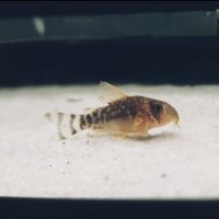 Corydoras Gossei - Nachzucht