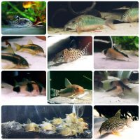 Corydoras