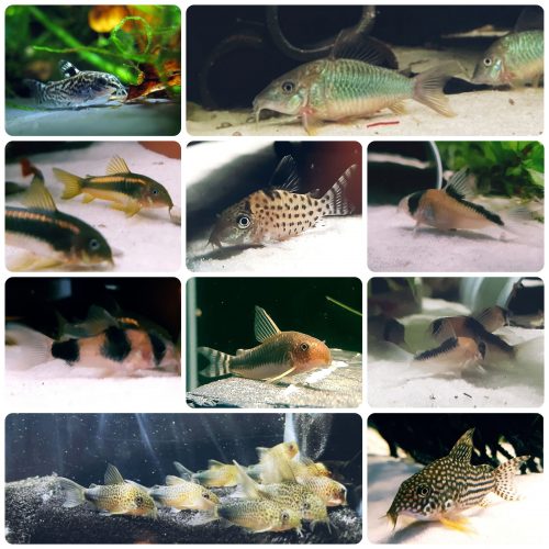 Corydoras Corydoras