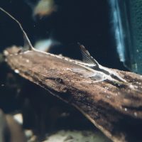Sturisoma aureum
