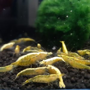 Yellow Fire Neon Garnele