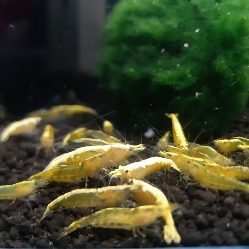 Yellow Fire Neon Garnele