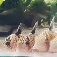 Corydoras Agassizii